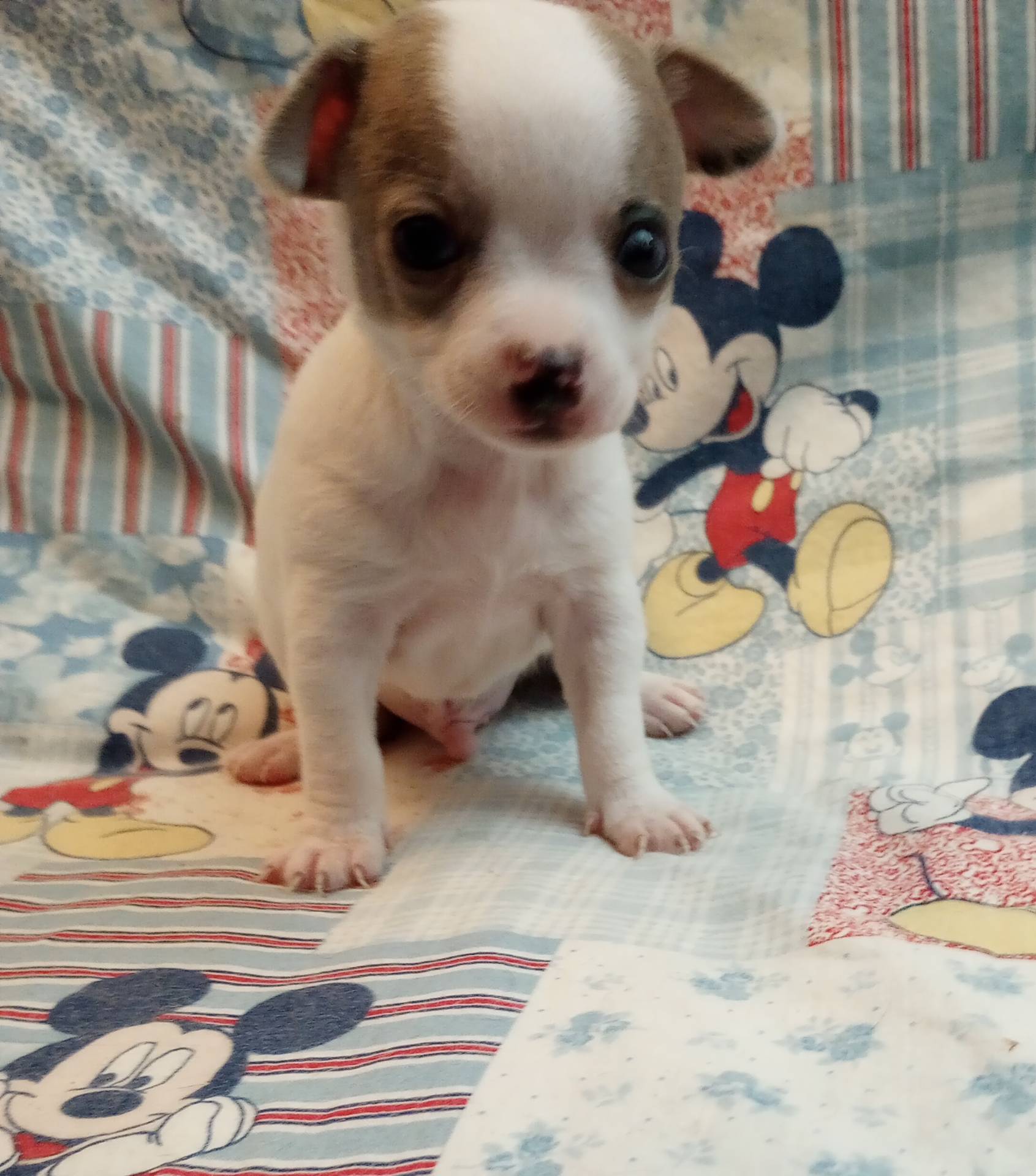 Moose, a male Chihuahua for sale in Eaton, OH – Photo 4 of 5