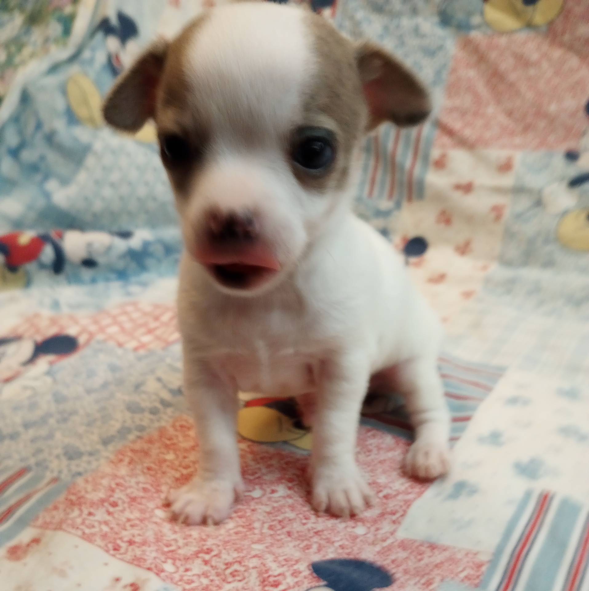 Moose, a male Chihuahua for sale in Eaton, OH – Photo 2 of 5