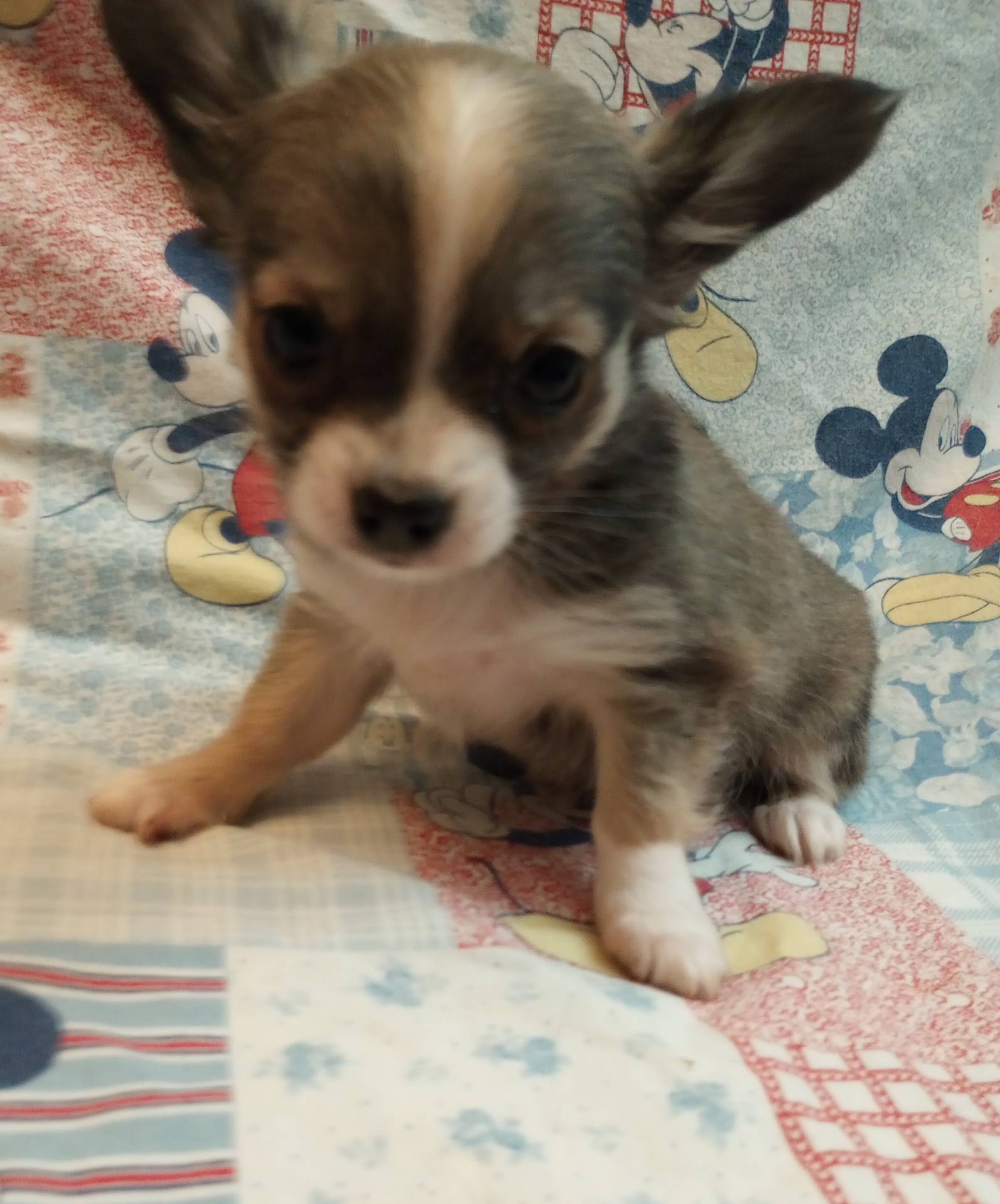 Charlotte, a female Chihuahua for sale in Eaton, OH – Photo 2 of 5