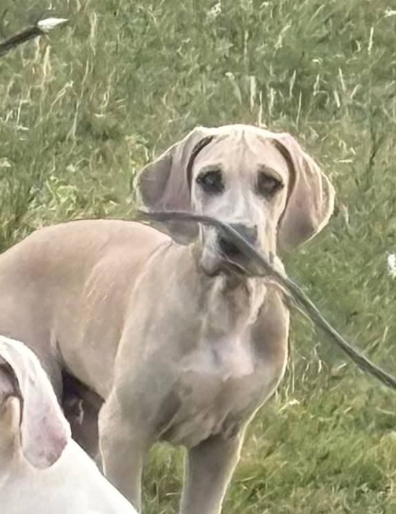 Blue Fawn, a male Great Dane for sale in Royse City, TX – Photo 3 of 5