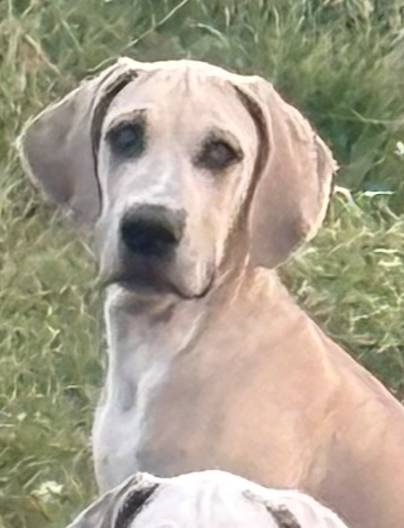 Blue Fawn, a male Great Dane for sale in Royse City, TX – Photo 4 of 5