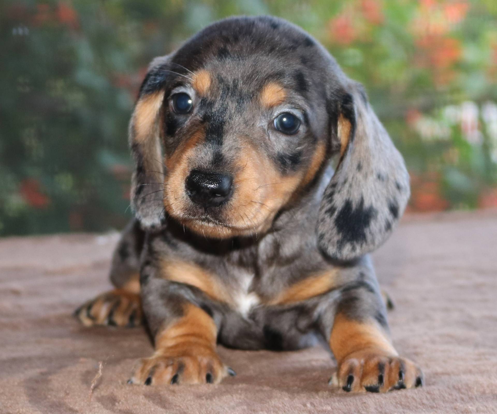 Benny Family Raised Purebred, a male Miniature Dachshund for sale in Haines City, FL – Photo 2 of 4