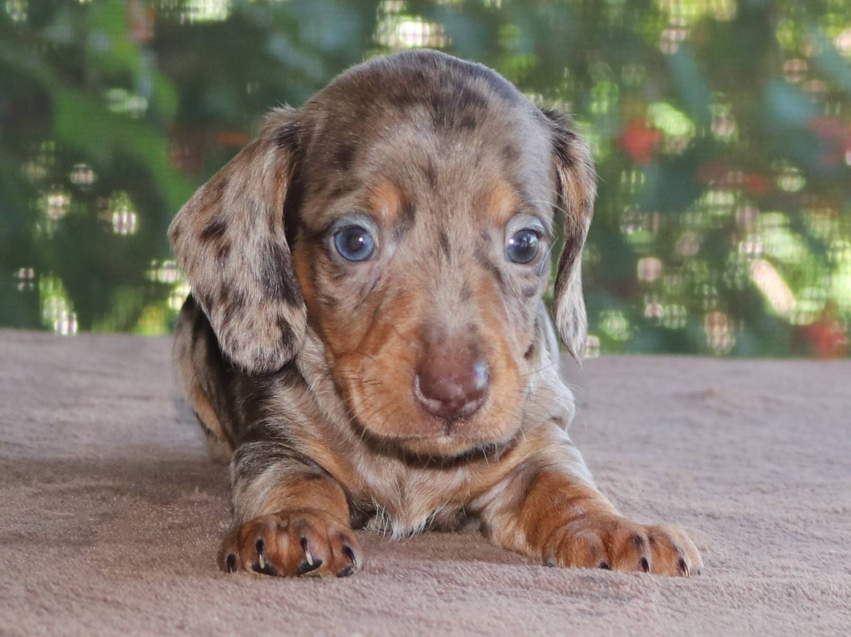 Richard Chocolate Dapple