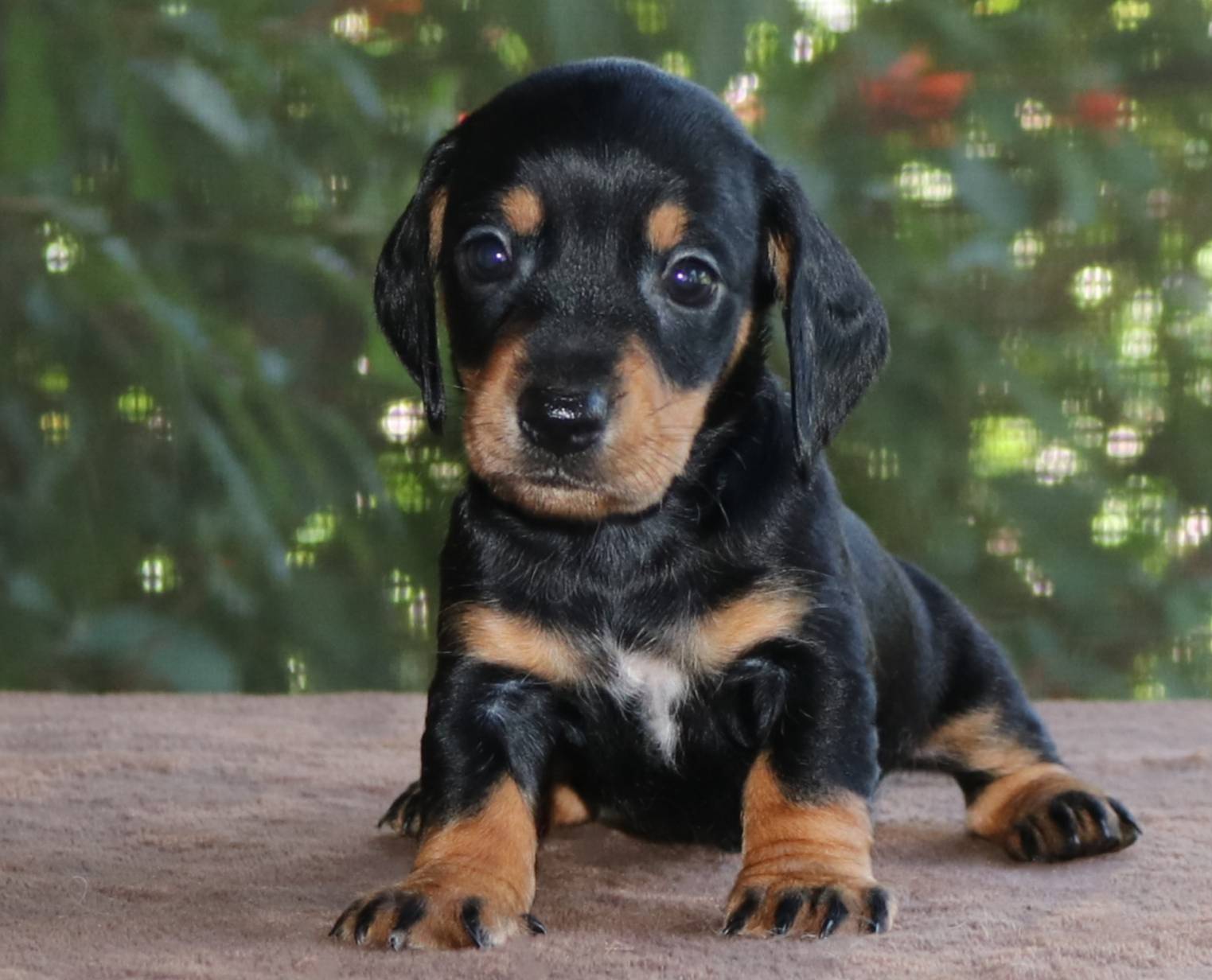 Johnny Family Raised Purebred