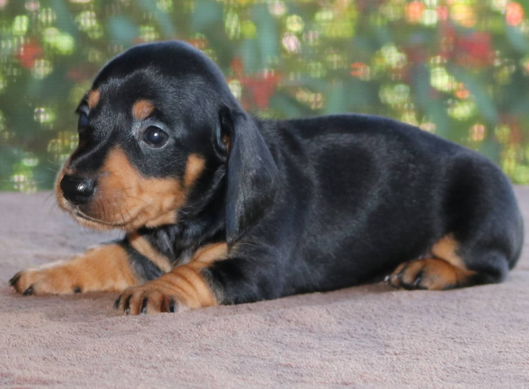 Susan Family Raised Purebred, a female Miniature Dachshund for sale in Haines City, FL – Photo 3 of 5