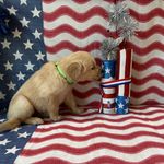AKC Lime Boy - Sold, a male Golden Retriever for sale in Fort Wayne, IN – Photo 6 of 10