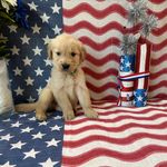 AKC Lime Boy - Sold, a male Golden Retriever for sale in Fort Wayne, IN – Photo 3 of 10