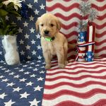 AKC Lime Boy - Sold, a male Golden Retriever for sale in Fort Wayne, IN – Photo 7 of 10