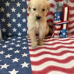 AKC Lime Boy - Sold, a male Golden Retriever for sale in Fort Wayne, IN – Photo 10 of 10