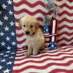 AKC Lime Boy - Sold, a male Golden Retriever for sale in Fort Wayne, IN – Photo 2 of 10