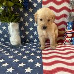 AKC Lime Boy - Sold, a male Golden Retriever for sale in Fort Wayne, IN – Photo 5 of 10