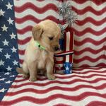 AKC Lime Boy - Sold, a male Golden Retriever for sale in Fort Wayne, IN – Photo 9 of 10