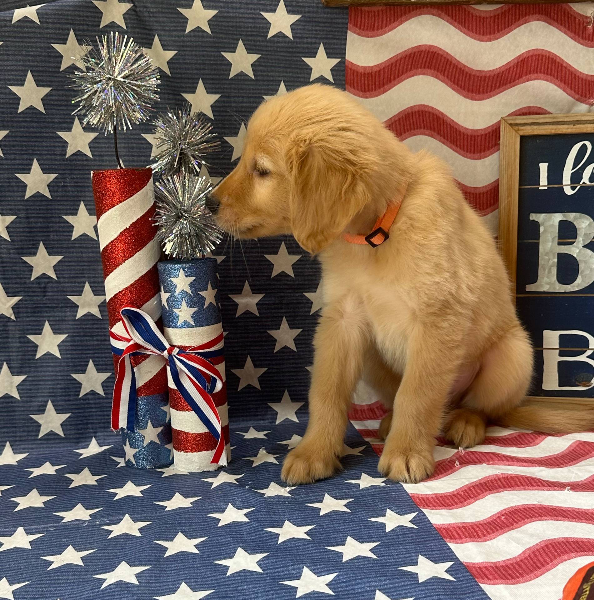 AKC Orange Boy, a male Golden Retriever for sale in Fort Wayne, IN – Photo 10 of 10