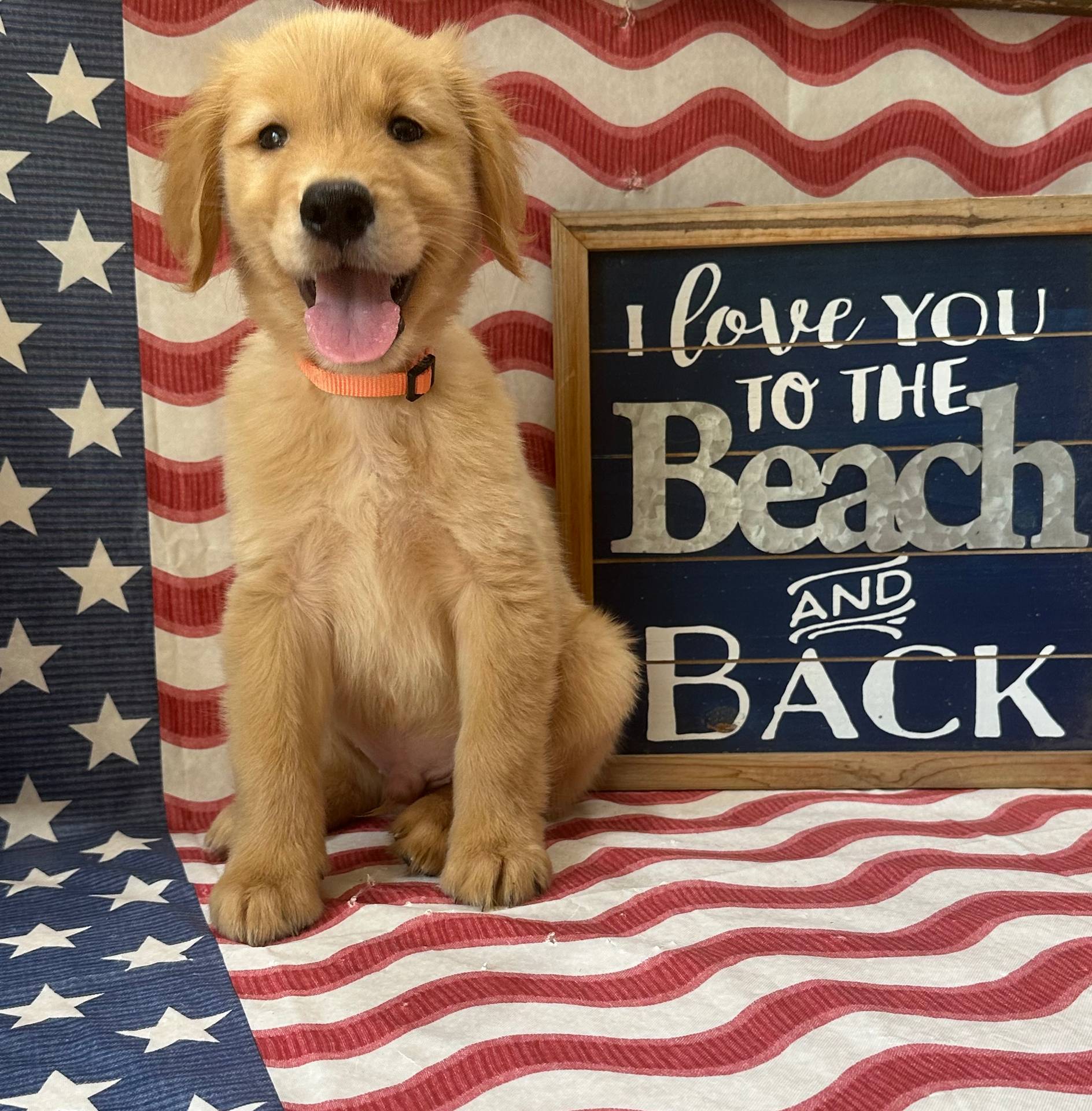 AKC Orange Boy, a male Golden Retriever for sale in Fort Wayne, IN – Photo 2 of 10