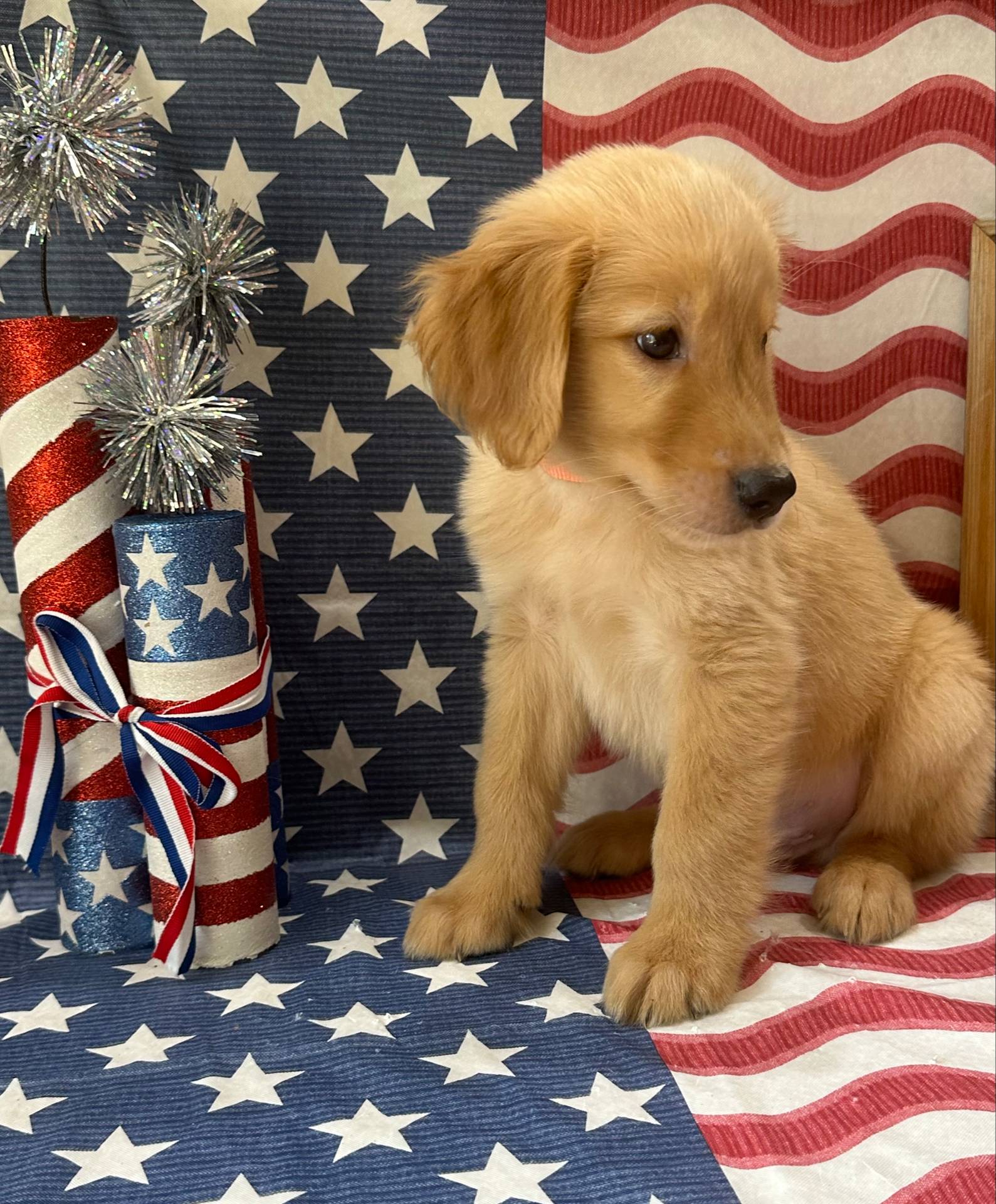 AKC Orange Boy, a male Golden Retriever for sale in Fort Wayne, IN – Photo 6 of 10