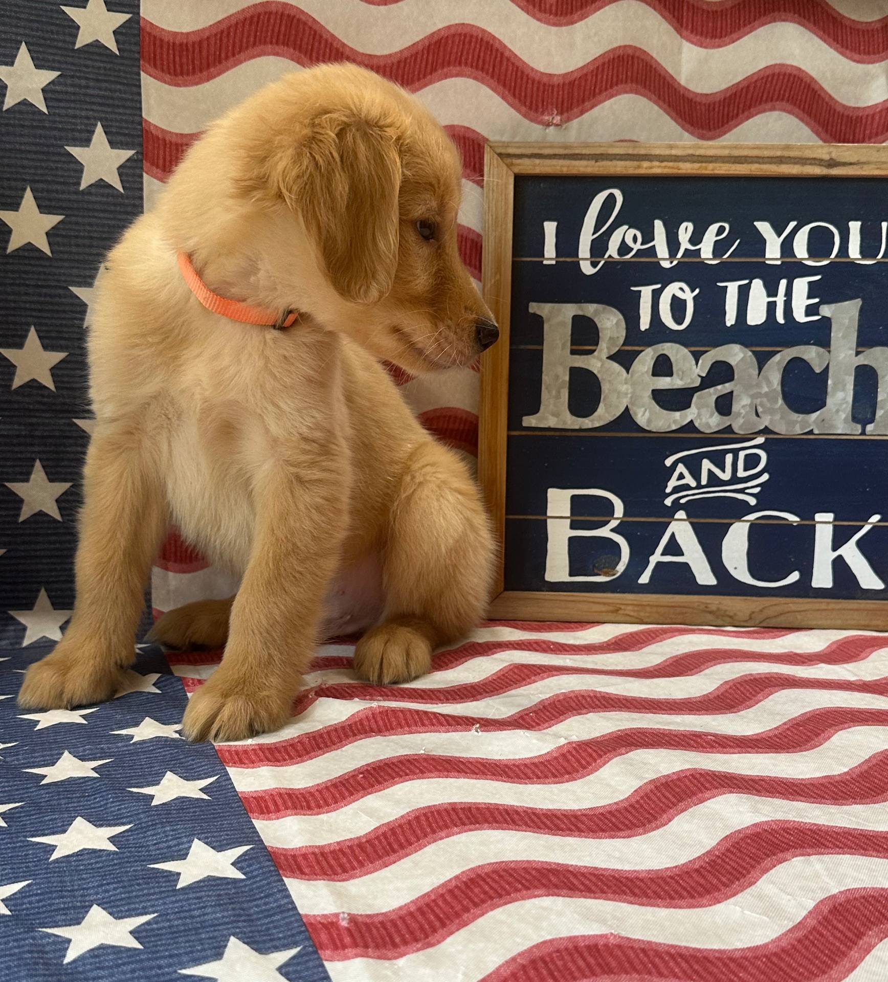 AKC Orange Boy, a male Golden Retriever for sale in Fort Wayne, IN – Photo 9 of 10