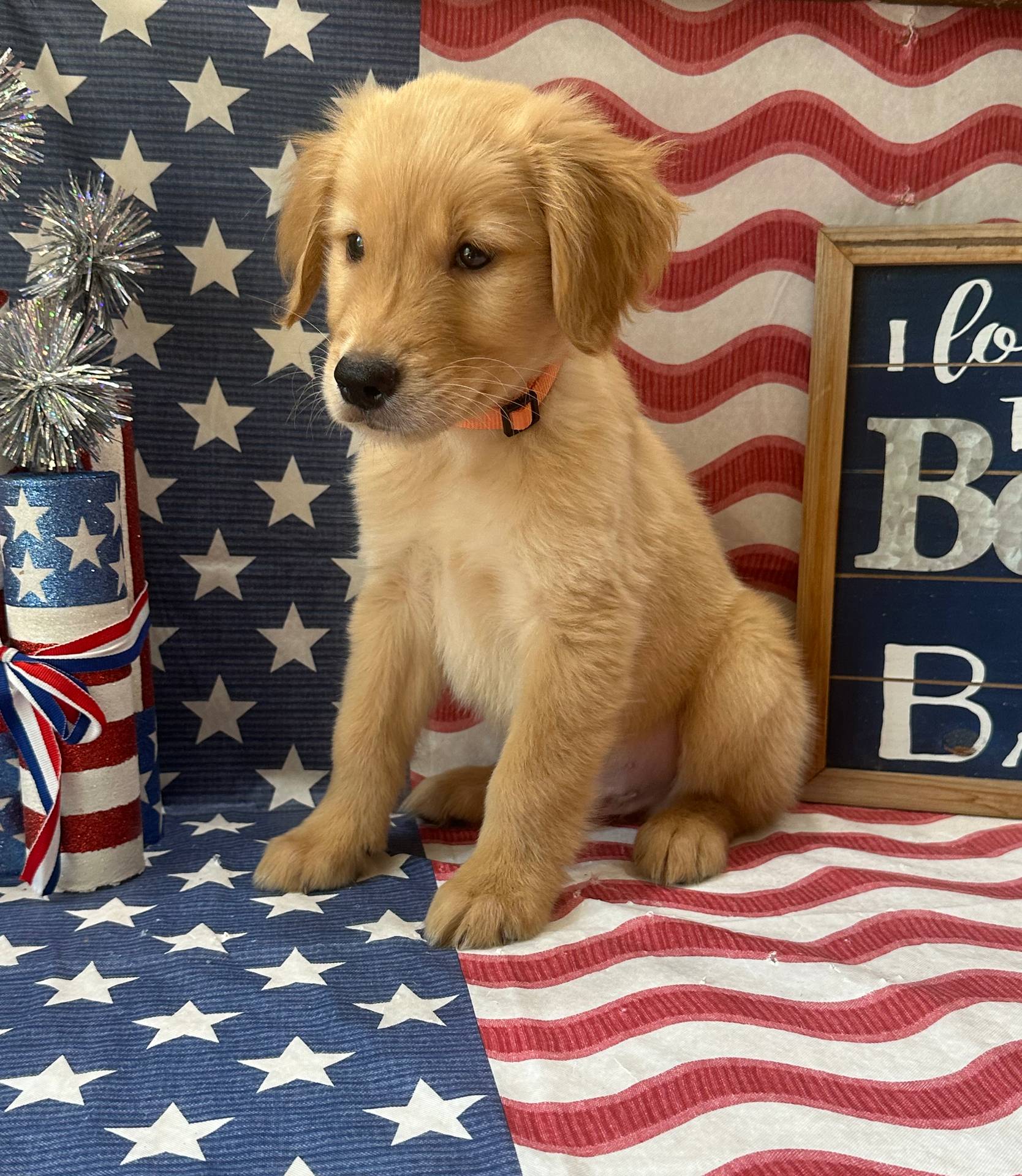AKC Orange Boy, a male Golden Retriever for sale in Fort Wayne, IN – Photo 8 of 10