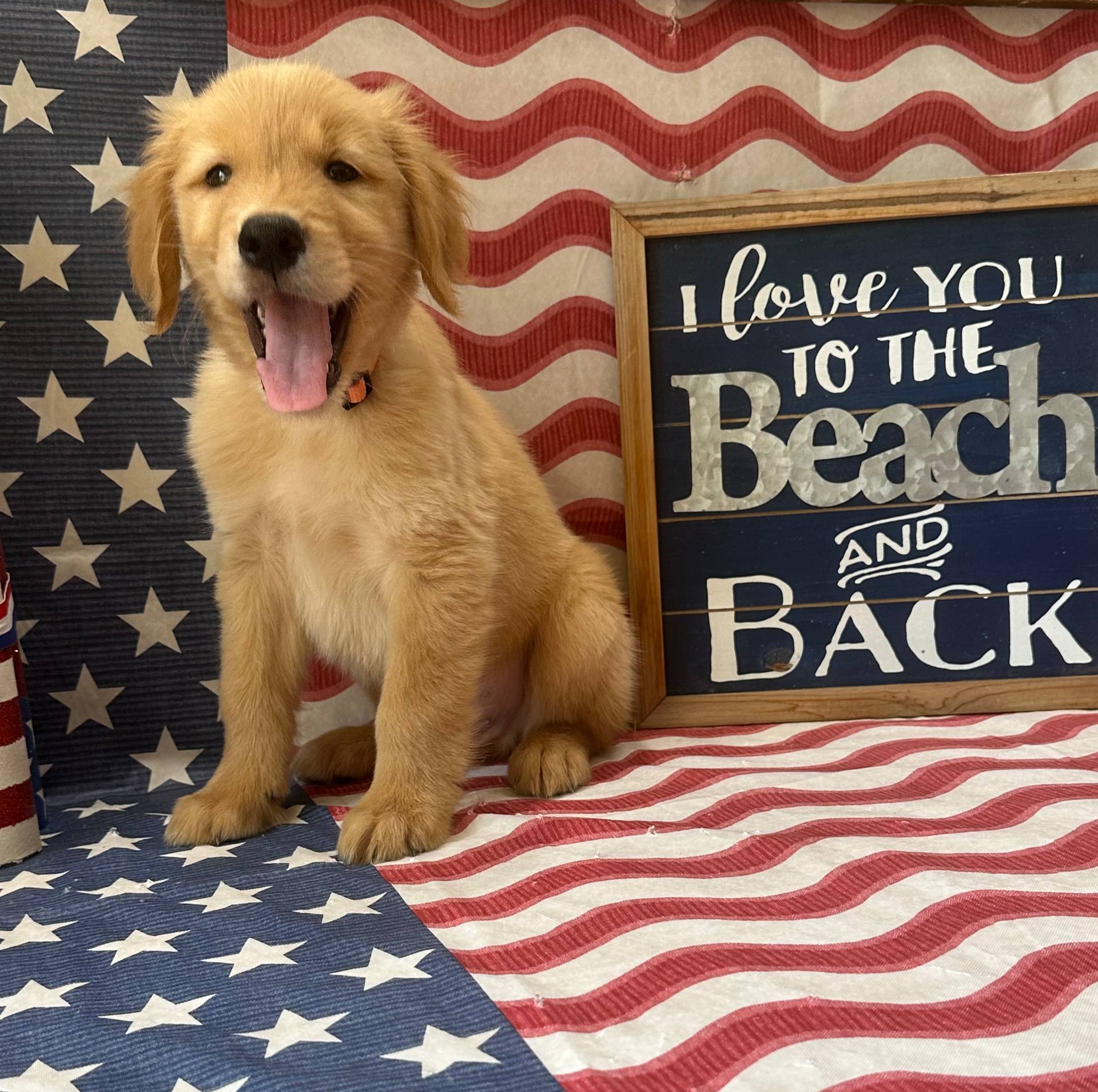 AKC Orange Boy, a male Golden Retriever for sale in Fort Wayne, IN – Photo 5 of 10