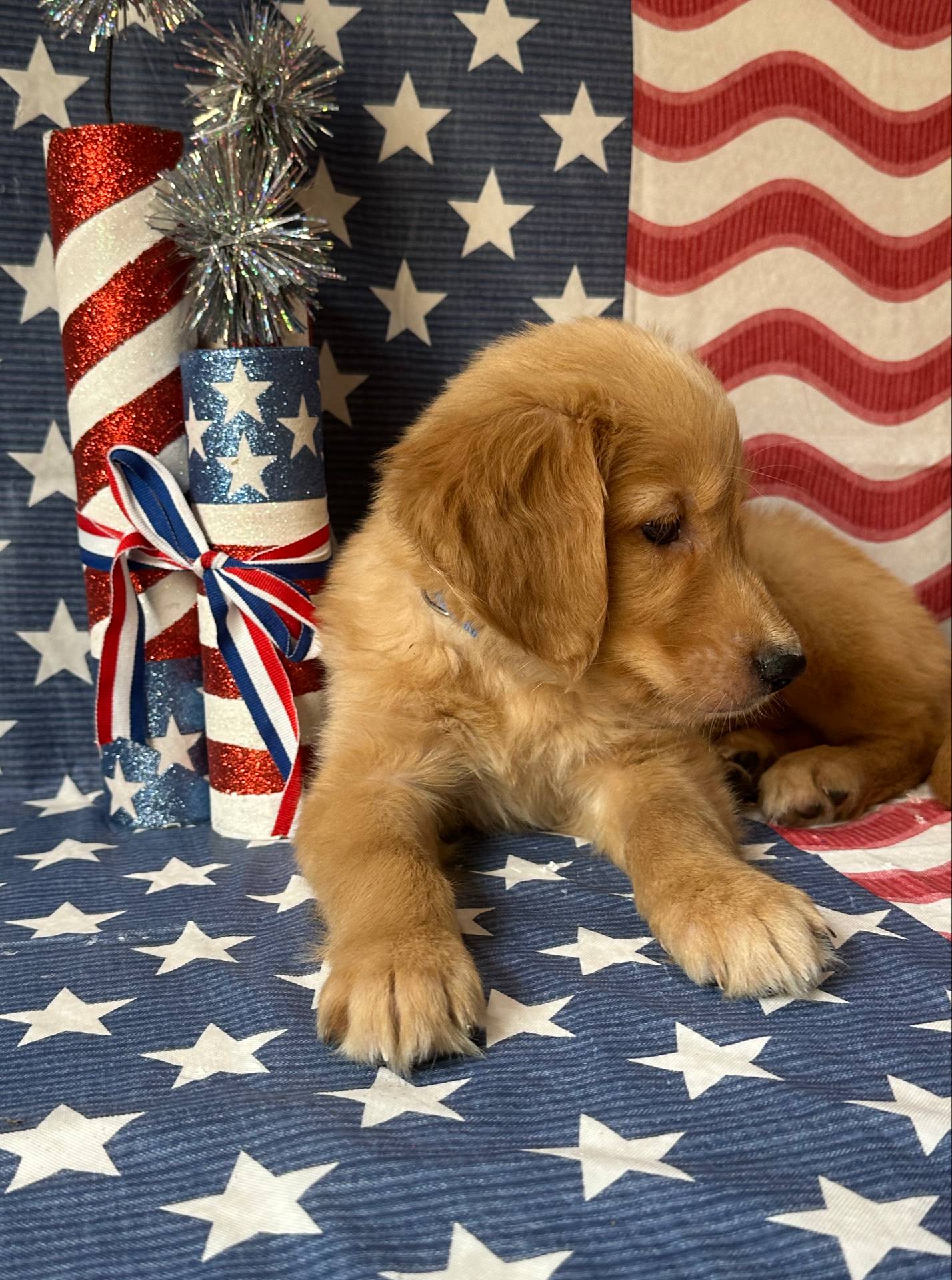 AKC Blue Boy, a male Golden Retriever for sale in Fort Wayne, IN – Photo 9 of 10