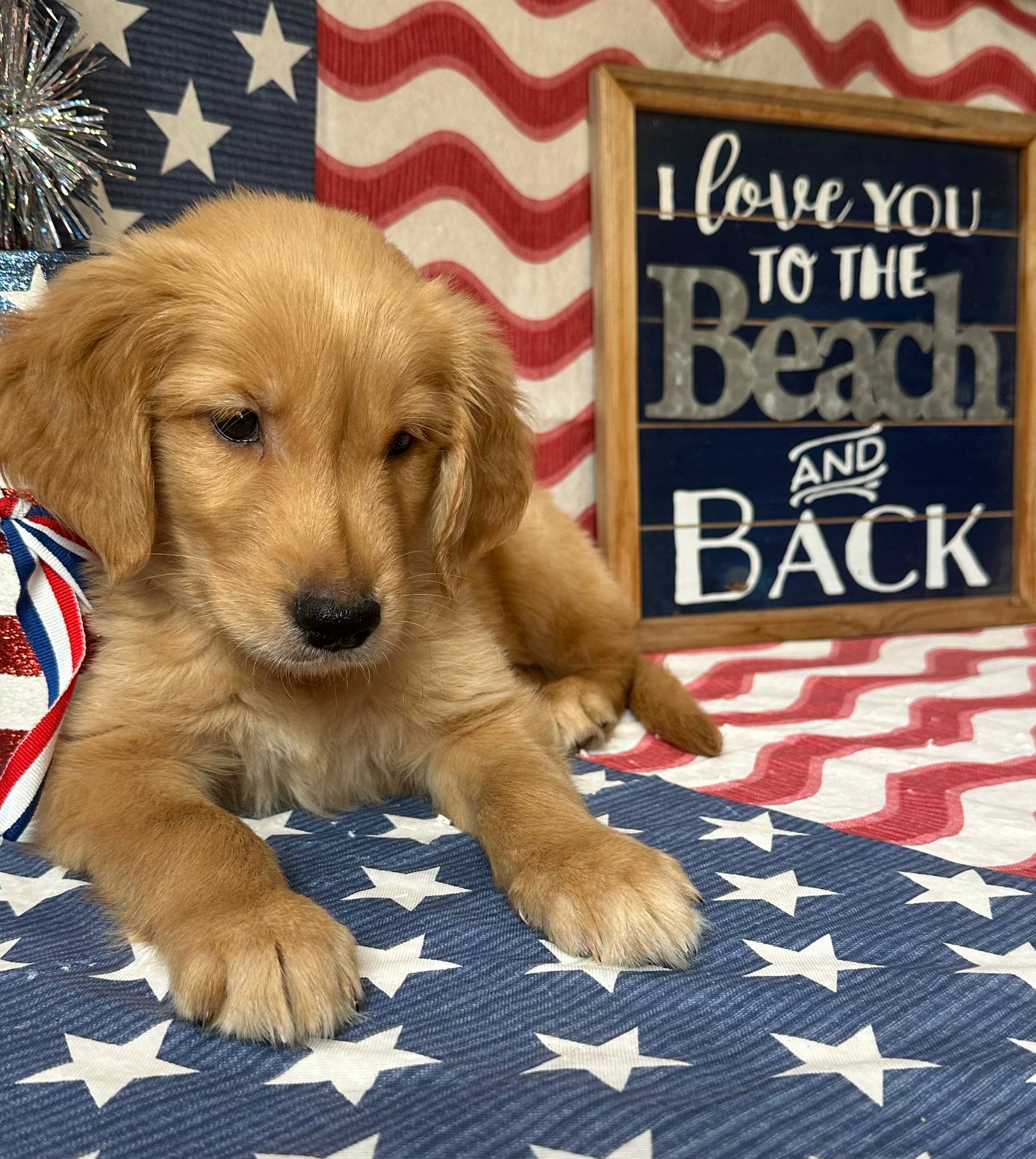 AKC Blue Boy, a male Golden Retriever for sale in Fort Wayne, IN – Photo 2 of 10