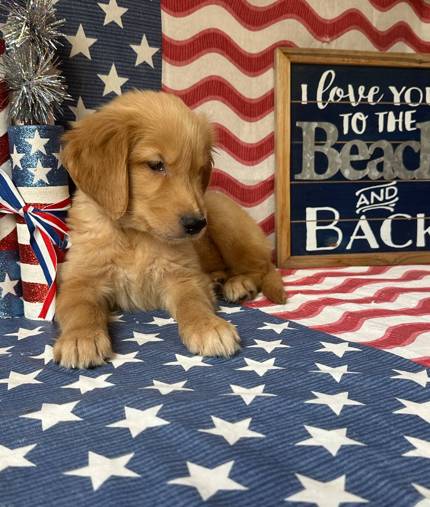 AKC Blue Boy, a male Golden Retriever for sale in Fort Wayne, IN – Photo 6 of 10