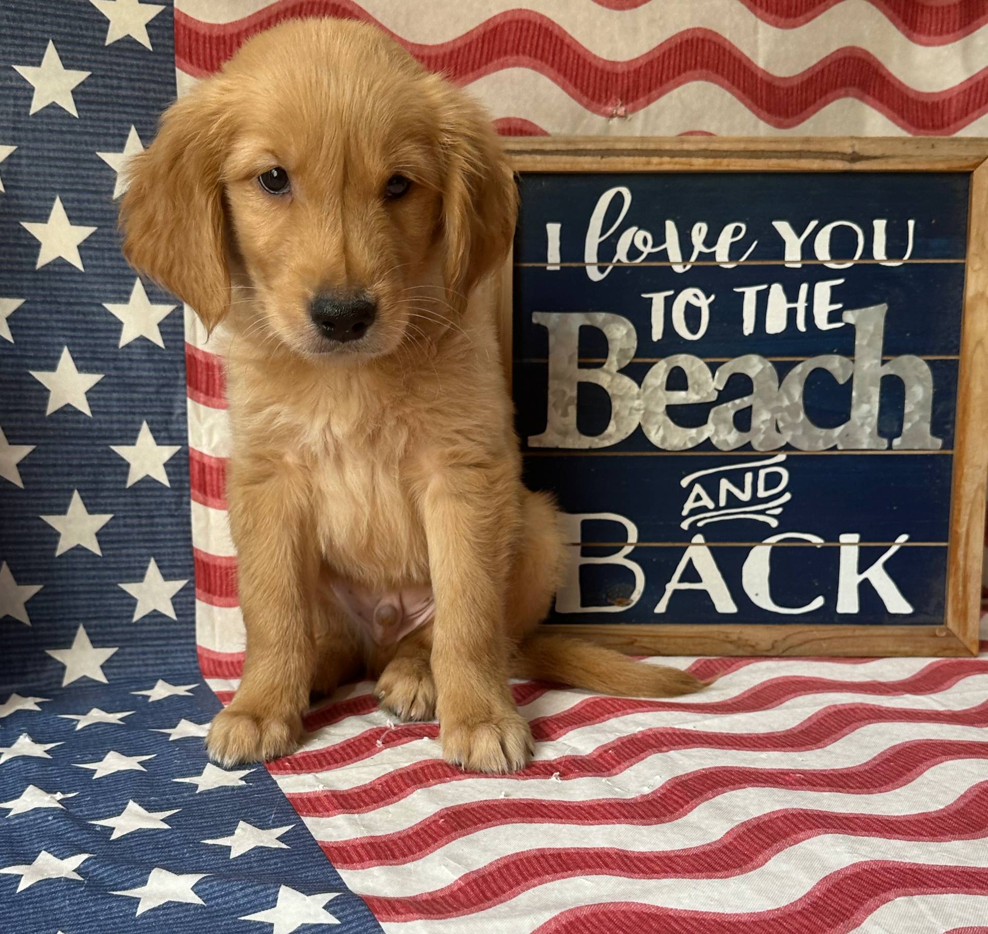 AKC Blue Boy, a male Golden Retriever for sale in Fort Wayne, IN – Photo 8 of 10