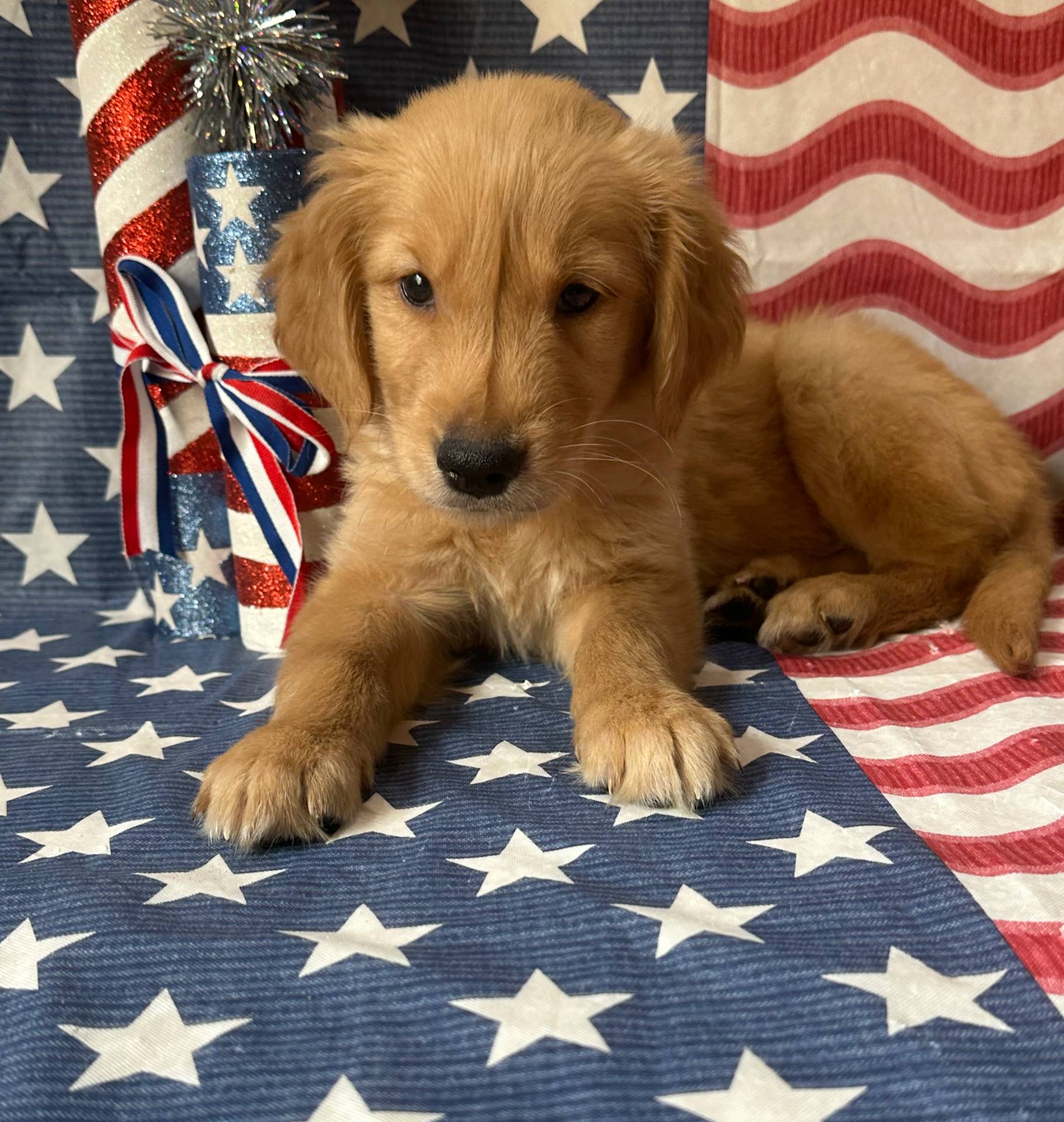 AKC Blue Boy, a male Golden Retriever for sale in Fort Wayne, IN – Photo 7 of 10