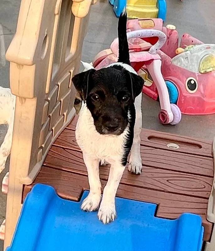 Nova, a female Jack Russell Terrier for sale in Blossom, TX – Photo 4 of 10