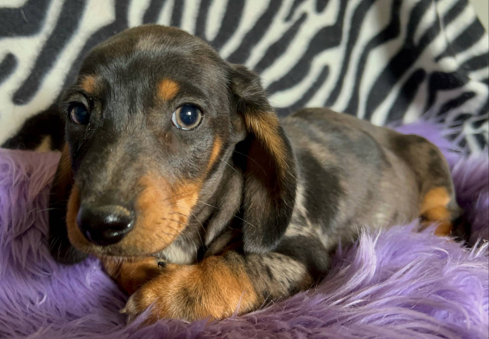 Full AKC  Slinky, a male Miniature Dachshund for sale in West Liberty, KY – Photo 4 of 10