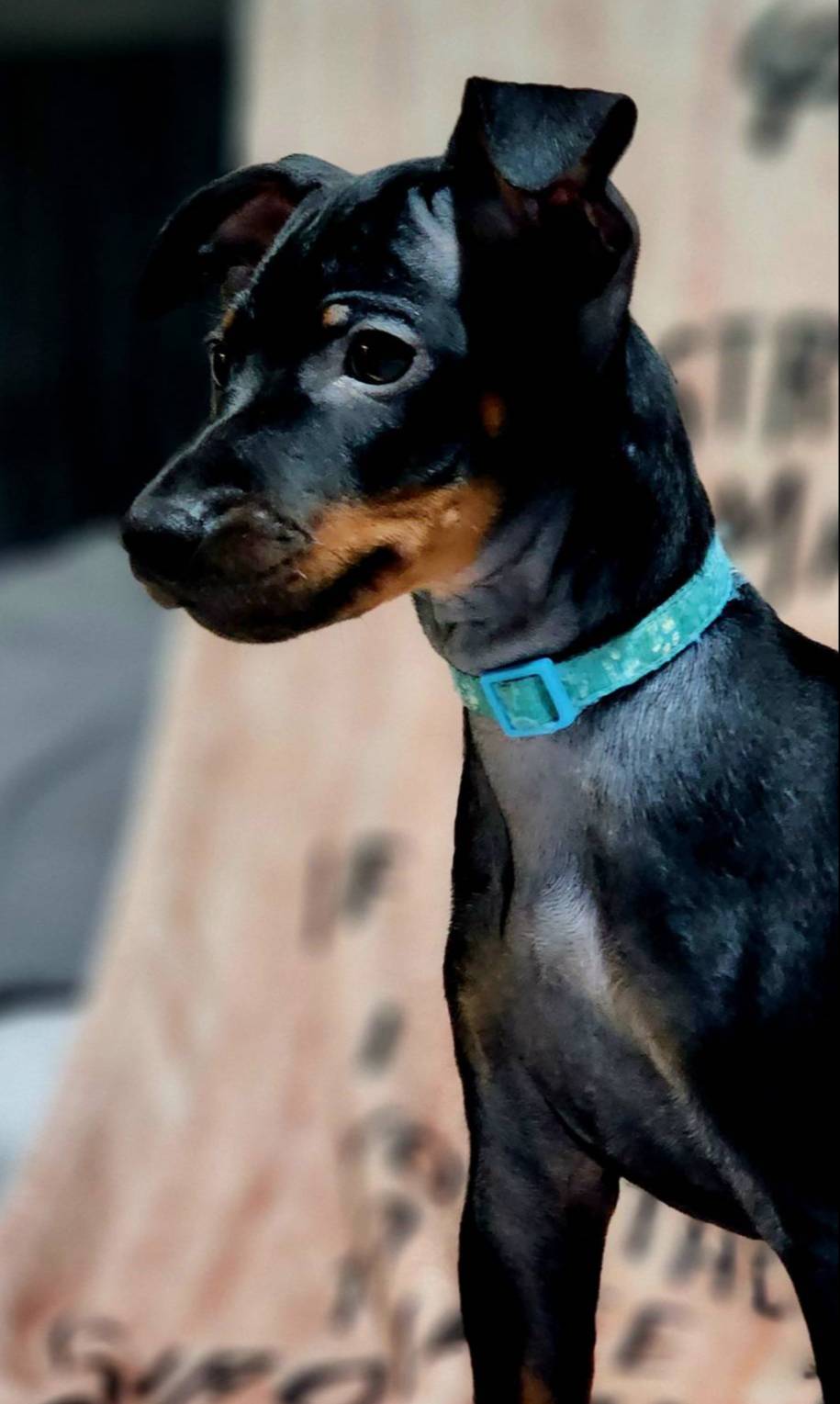 Baby Blue, a male Miniature Pinscher for sale in Hollywood, FL – Photo 2 of 9