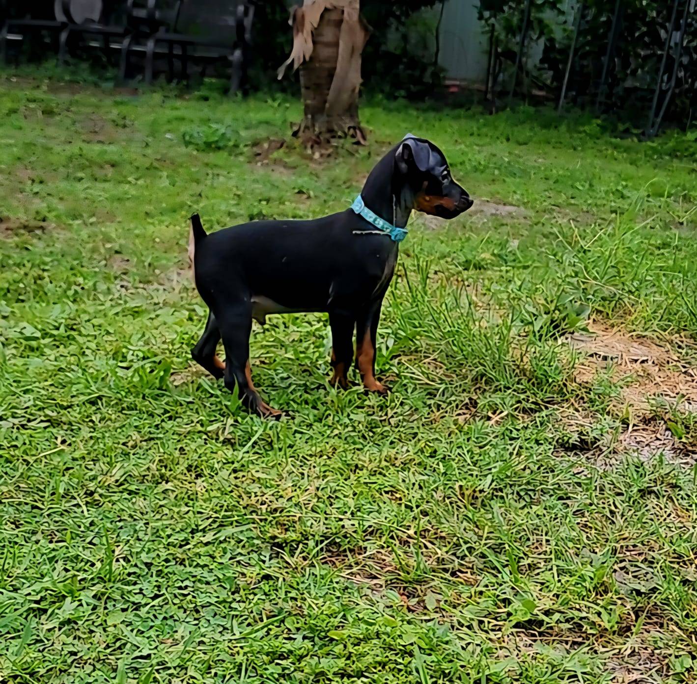 Baby Blue, a male Miniature Pinscher for sale in Hollywood, FL – Photo 6 of 9