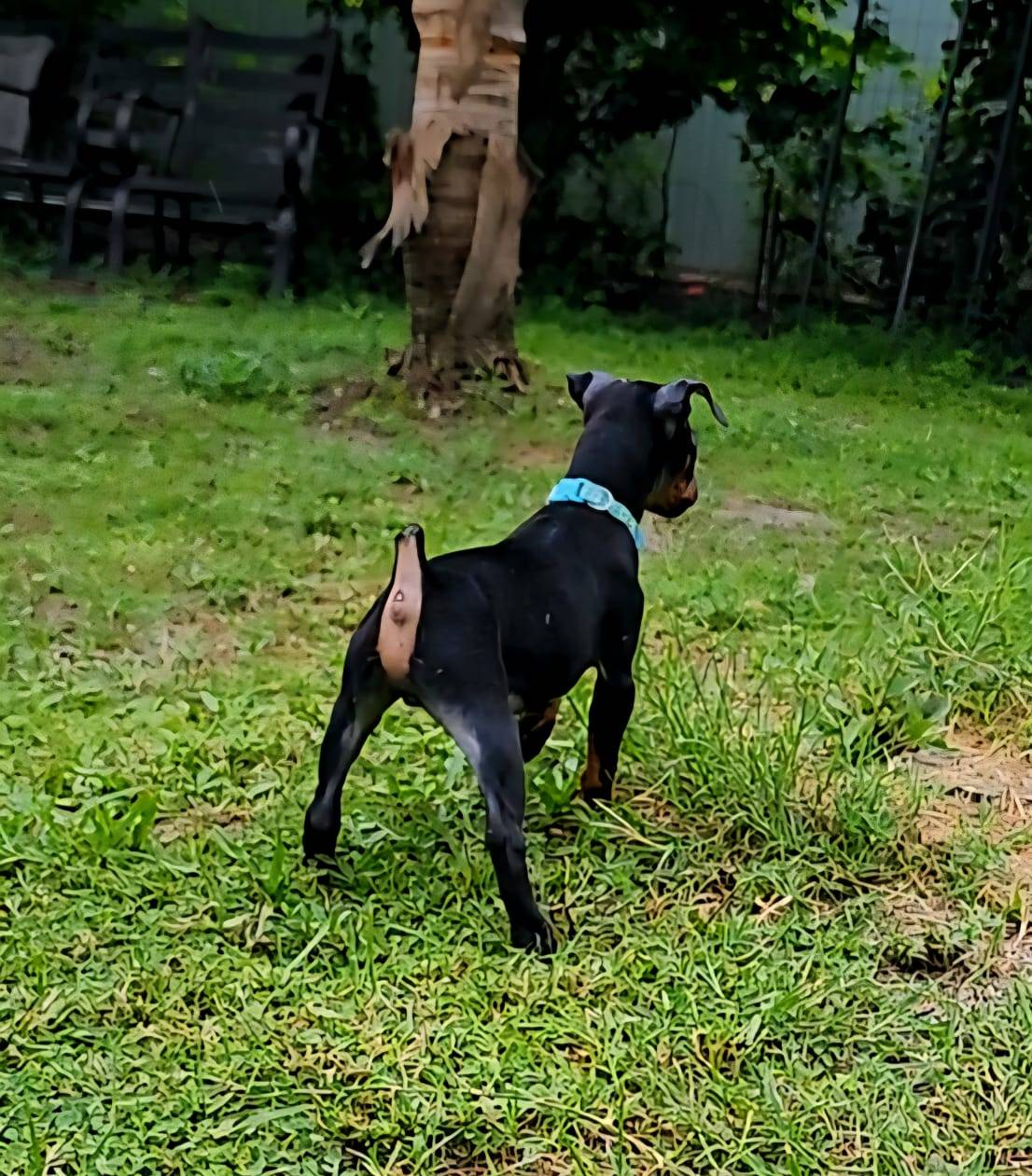 Baby Blue, a male Miniature Pinscher for sale in Hollywood, FL – Photo 7 of 9