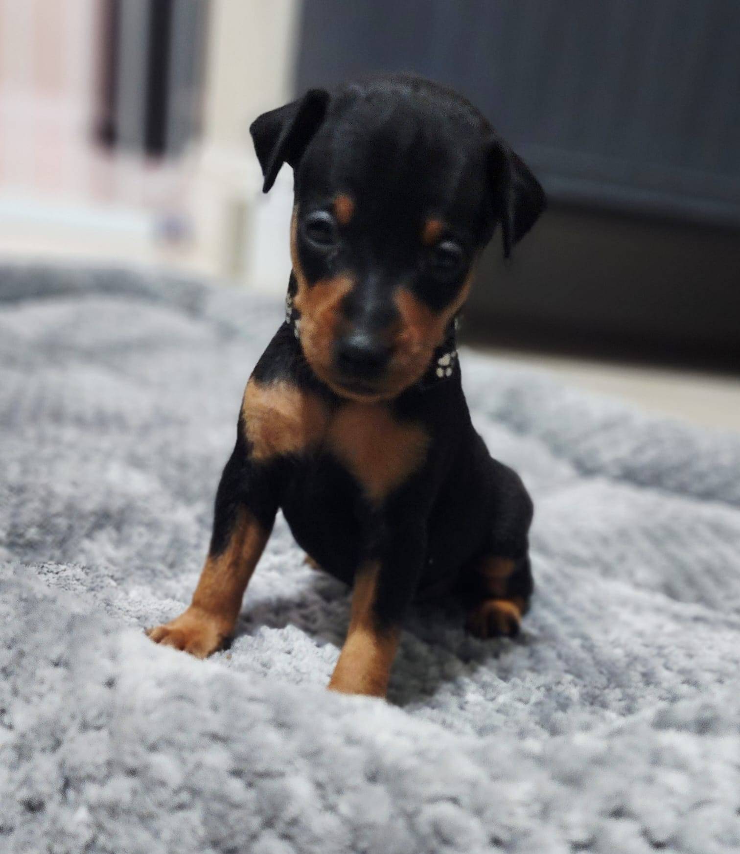 Anakin, a male Miniature Pinscher for sale in Hollywood, FL – Photo 4 of 8