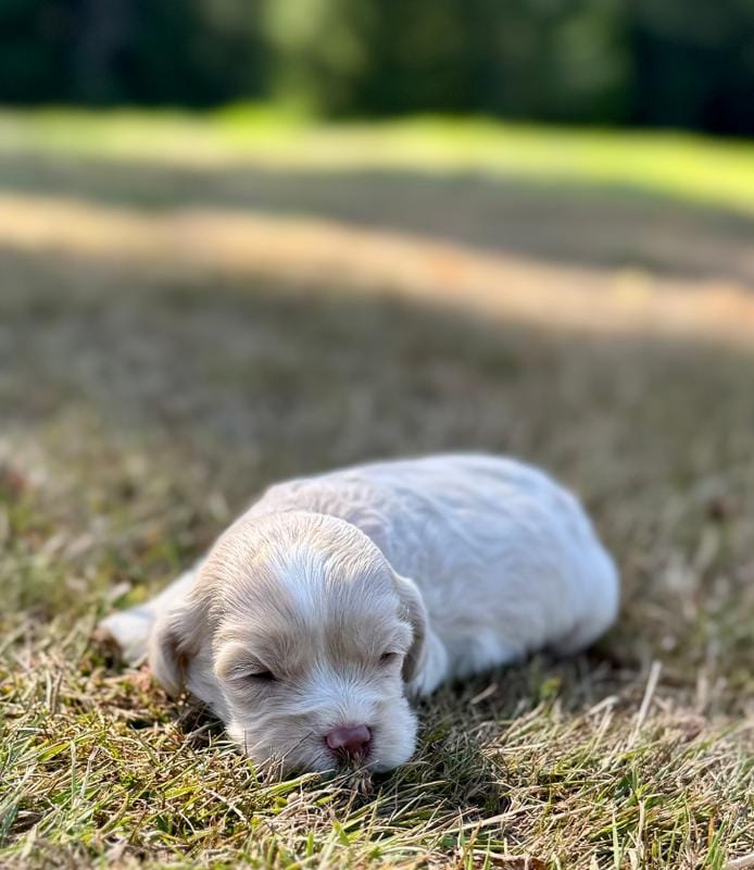 Sparkles – Cockapoo, Cocker Spaniel puppy for sale in Chehalis, WA