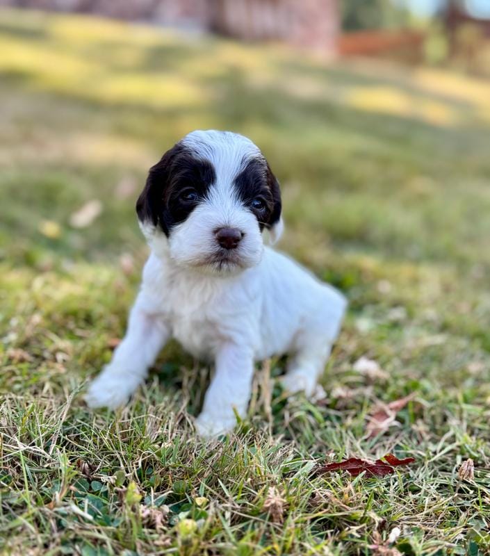 Darla – Cockapoo, Poodle - Miniature  puppy for sale in Chehalis, WA