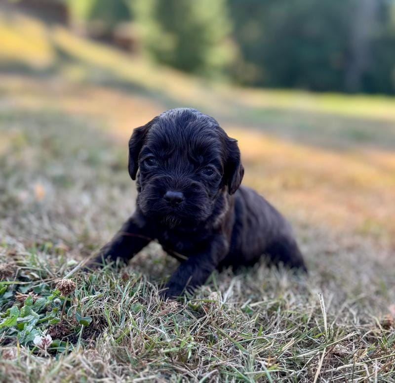 Ariel – Cockapoo, Cocker Spaniel puppy for sale in Chehalis, WA