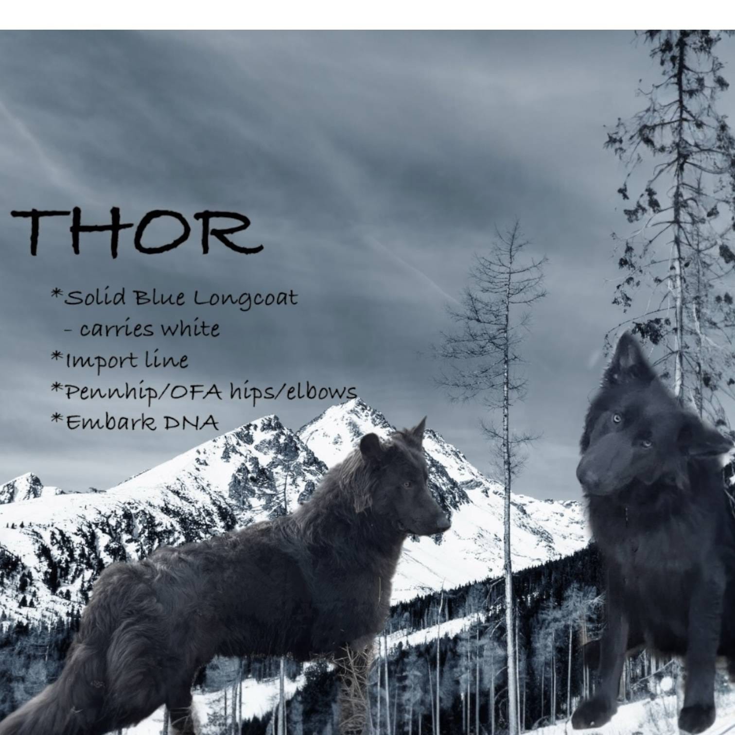 Hades, a male German Shepherd Dog for sale in Ohio, OH – Photo 4 of 8