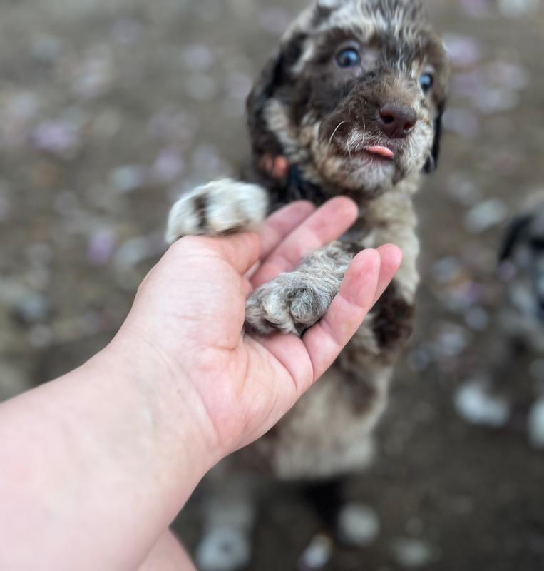 Lorikeet - Stnd Multigen