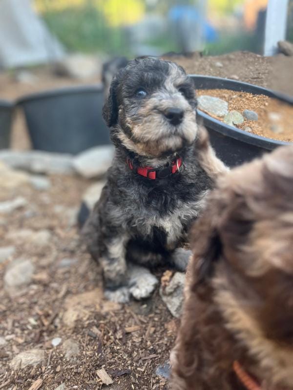 HooPoe - Stnd Multigen