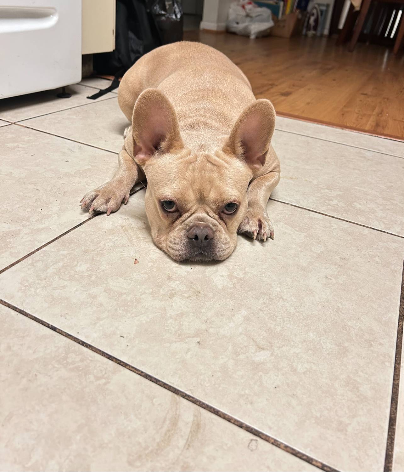 Spice, a female French Bulldog for sale in Tampa, FL – Photo 2 of 2