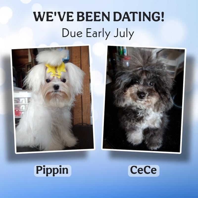 Rare Korean Maltipoos