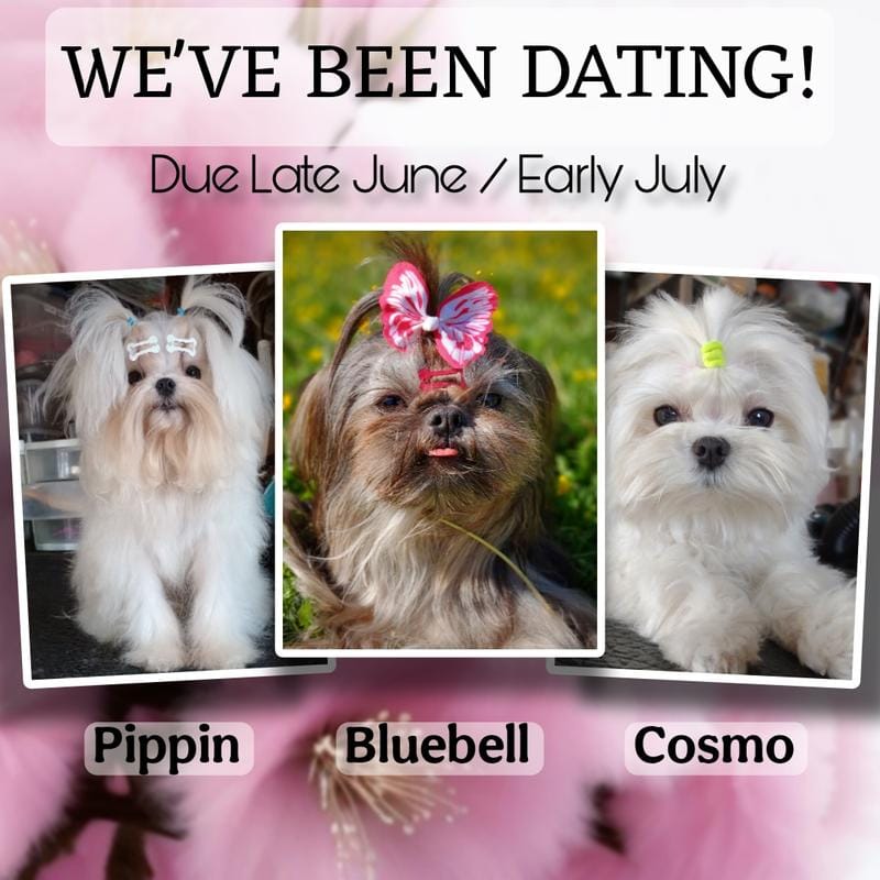 Rare Korean Imperial Malshis