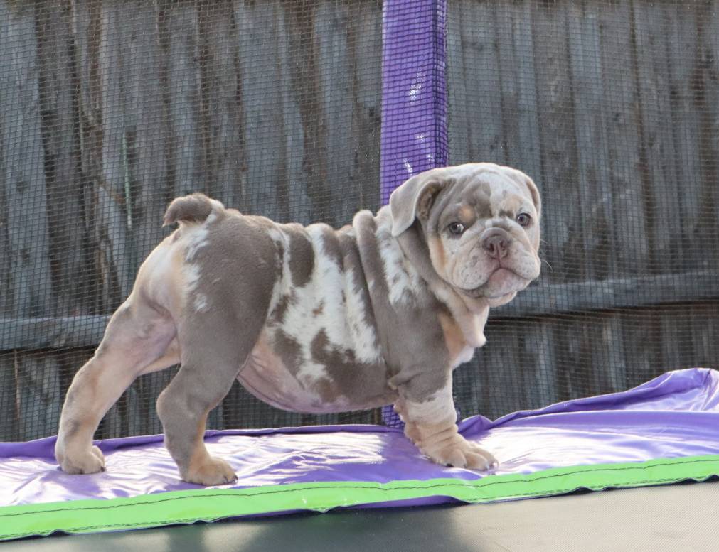 Pebbles, a female English Bulldog for sale in Dallas, TX – Photo 5 of 8