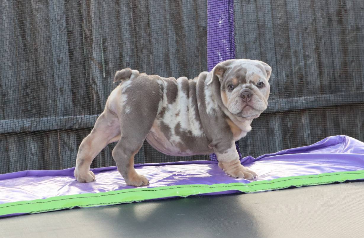 Pebbles, a female English Bulldog for sale in Dallas, TX – Photo 8 of 8