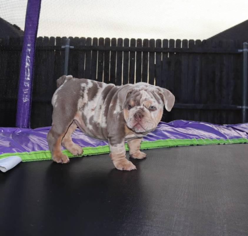 Pebbles, a female English Bulldog for sale in Dallas, TX – Photo 3 of 8
