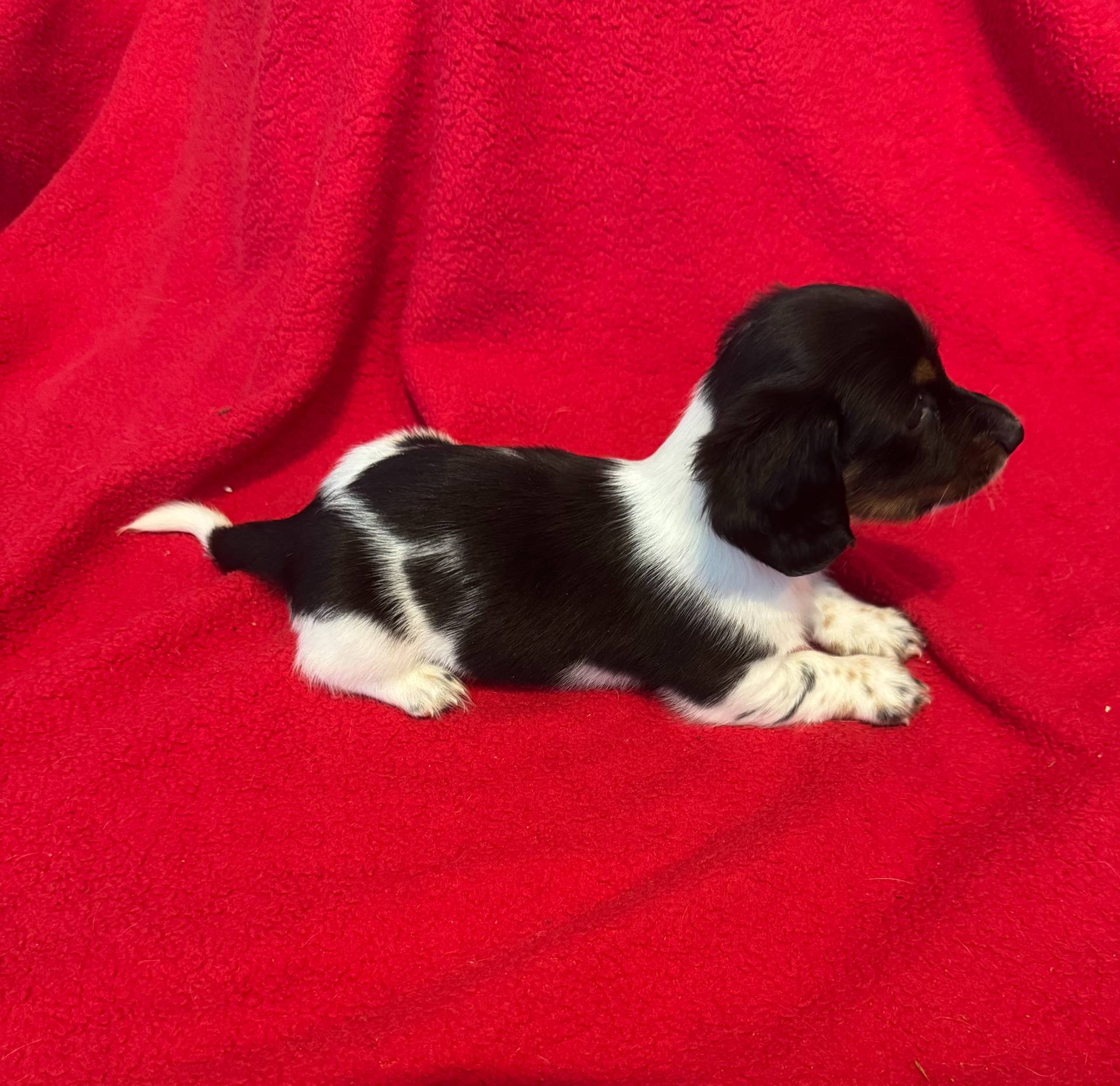 Katie, a female Miniature Dachshund for sale in Largo, FL – Photo 3 of 3