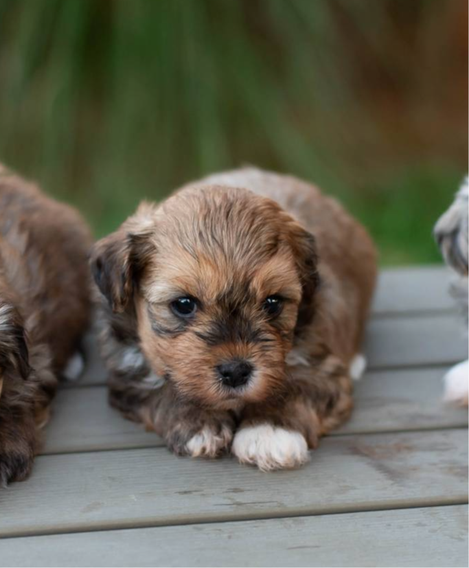 cf47359e-c390-4af3-97e8-60a4994b50e1/listing/deb33bb7-0c1a-4523-8748-fb7353862455/a21eef8f-880f-4415-8756-0ad2fb7b0929