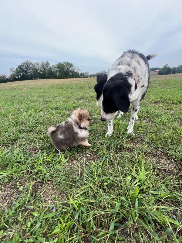 TEDDYBEAR COCO CRUSH