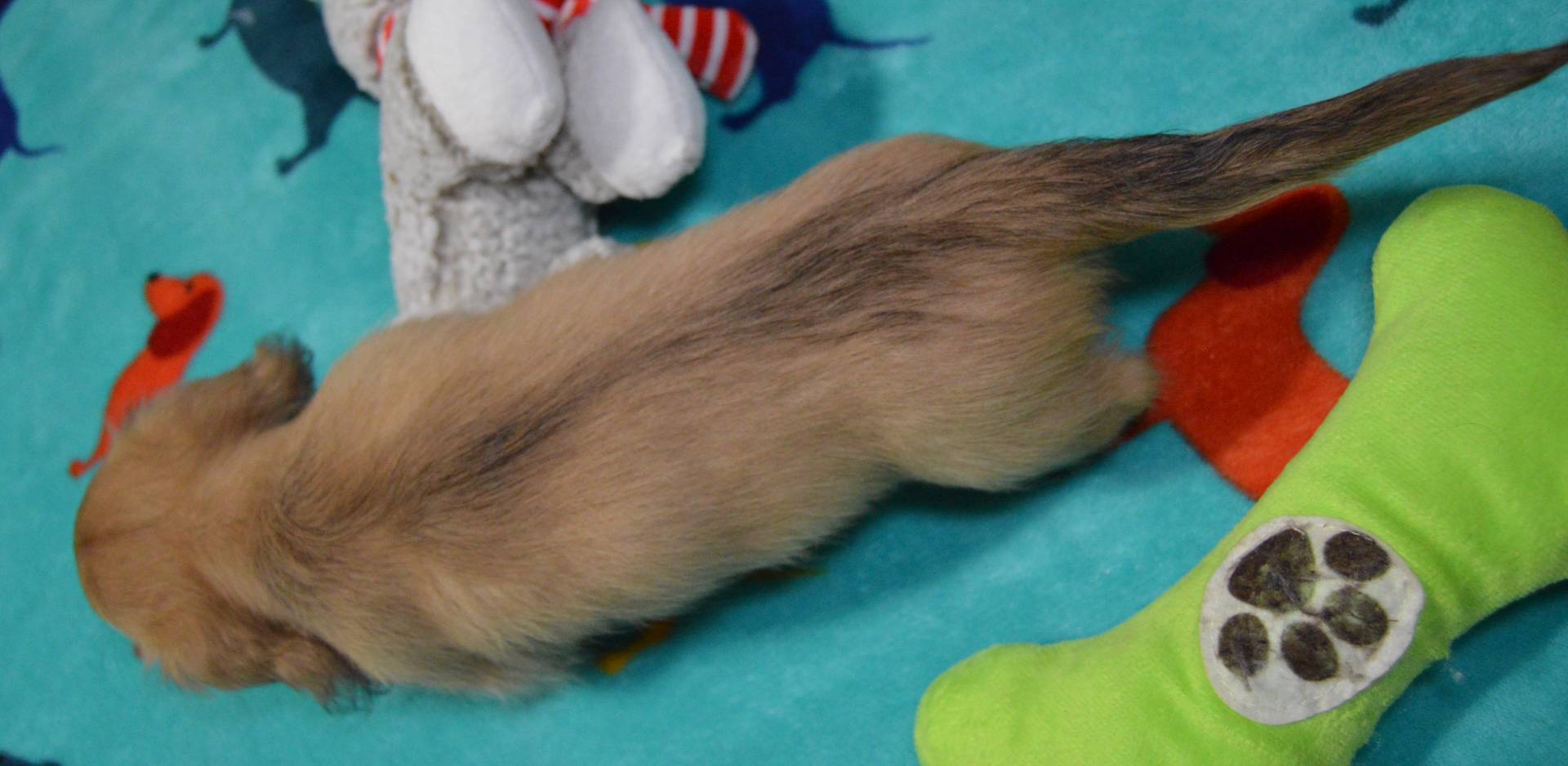 LH Shaded Cream Female, a female Dachshund for sale in Birmingham, AL – Photo 6 of 6