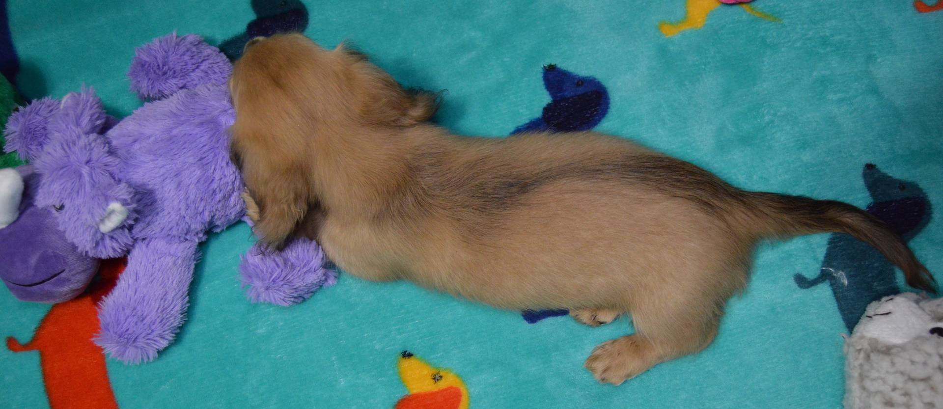 LH Shaded Cream Female, a female Dachshund for sale in Birmingham, AL – Photo 5 of 6